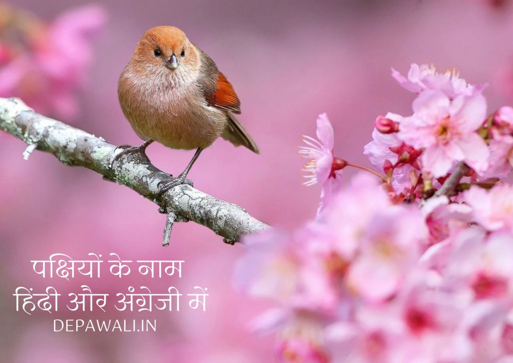 [101+] पक्षियों के नाम हिंदी और अंग्रेजी में – (Birds Name In Hindi And English)