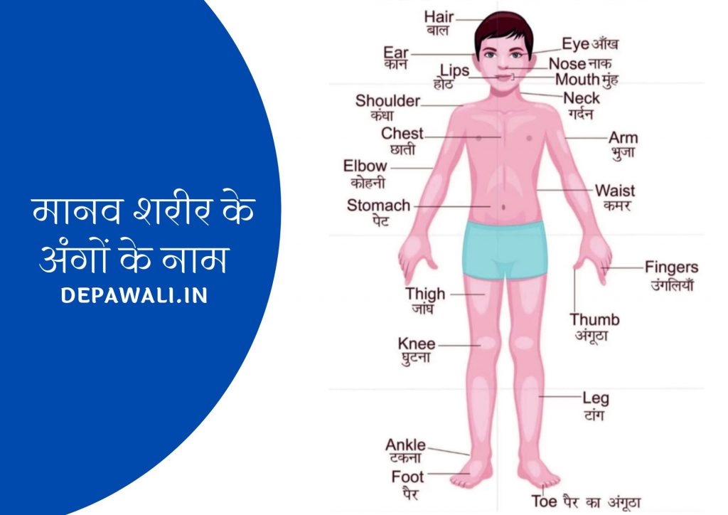 मानव शरीर के अंगों के नाम हिंदी व इंग्लिश में – Human Body Parts Name In Hindi And English