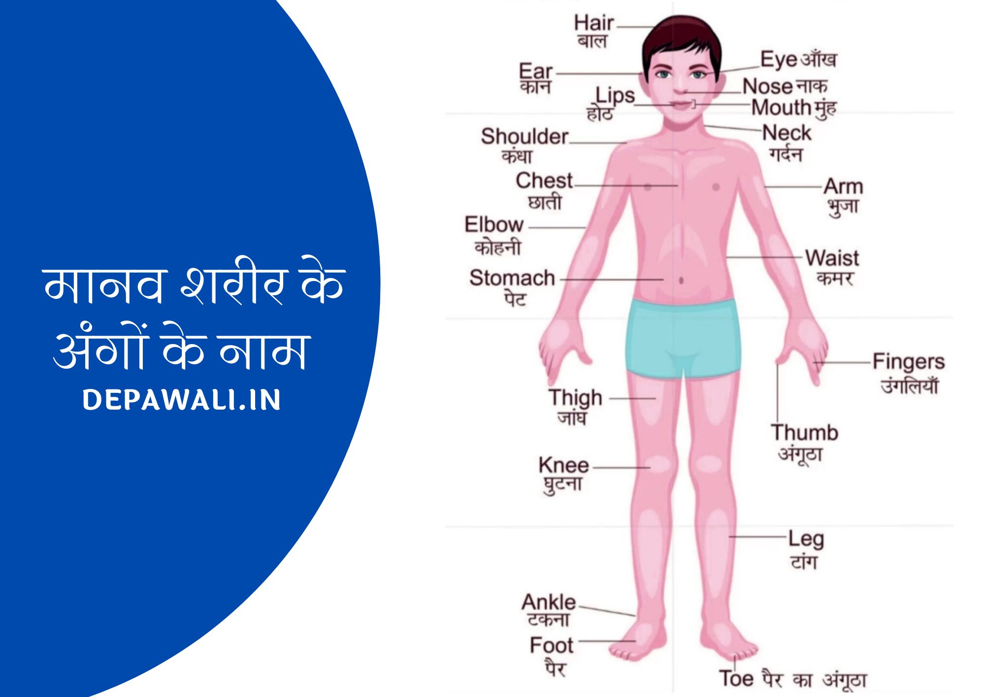 मानव शरीर के अंगों के नाम हिंदी व इंग्लिश में (Human Body Parts Name In Hindi And English) - Parts Of Body Name In Hindi And English