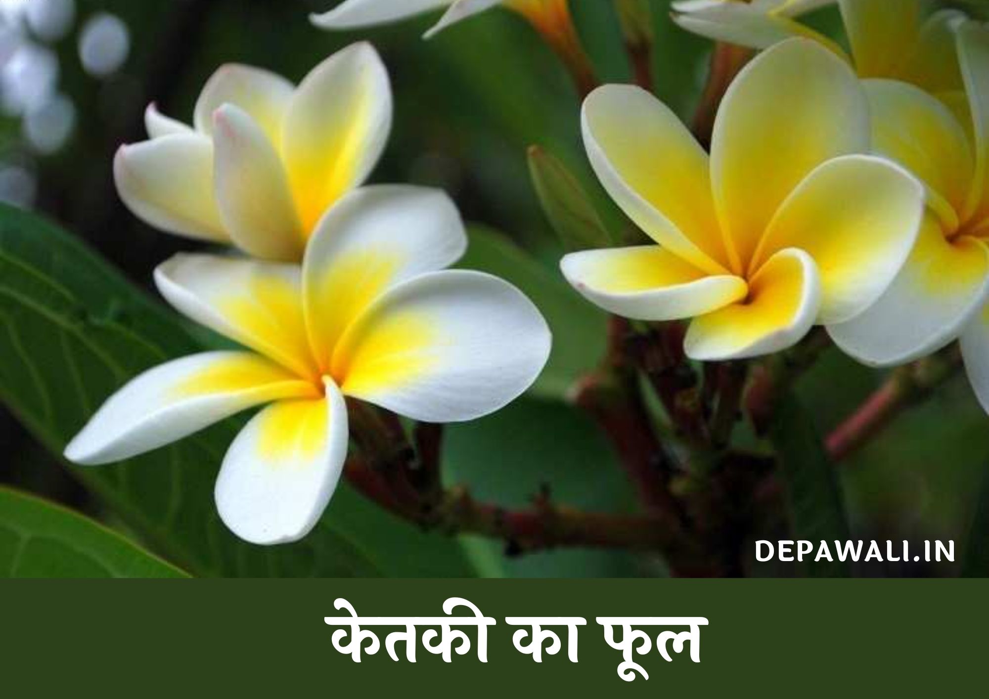 केतकी का फूल कैसा होता है (Ketki Ka Phool Kaisa Hota Hai) - Ketki Ka Ped