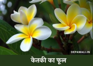 केतकी का फूल कैसा होता है (Ketki Ka Phool Kaisa Hota Hai) - Ketki Ka Ped