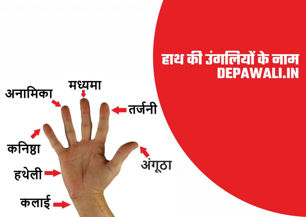 हाथ की उंगलियों के नाम (Names Of Fingers In Hindi and English) – Fingers Name In English And Hindi