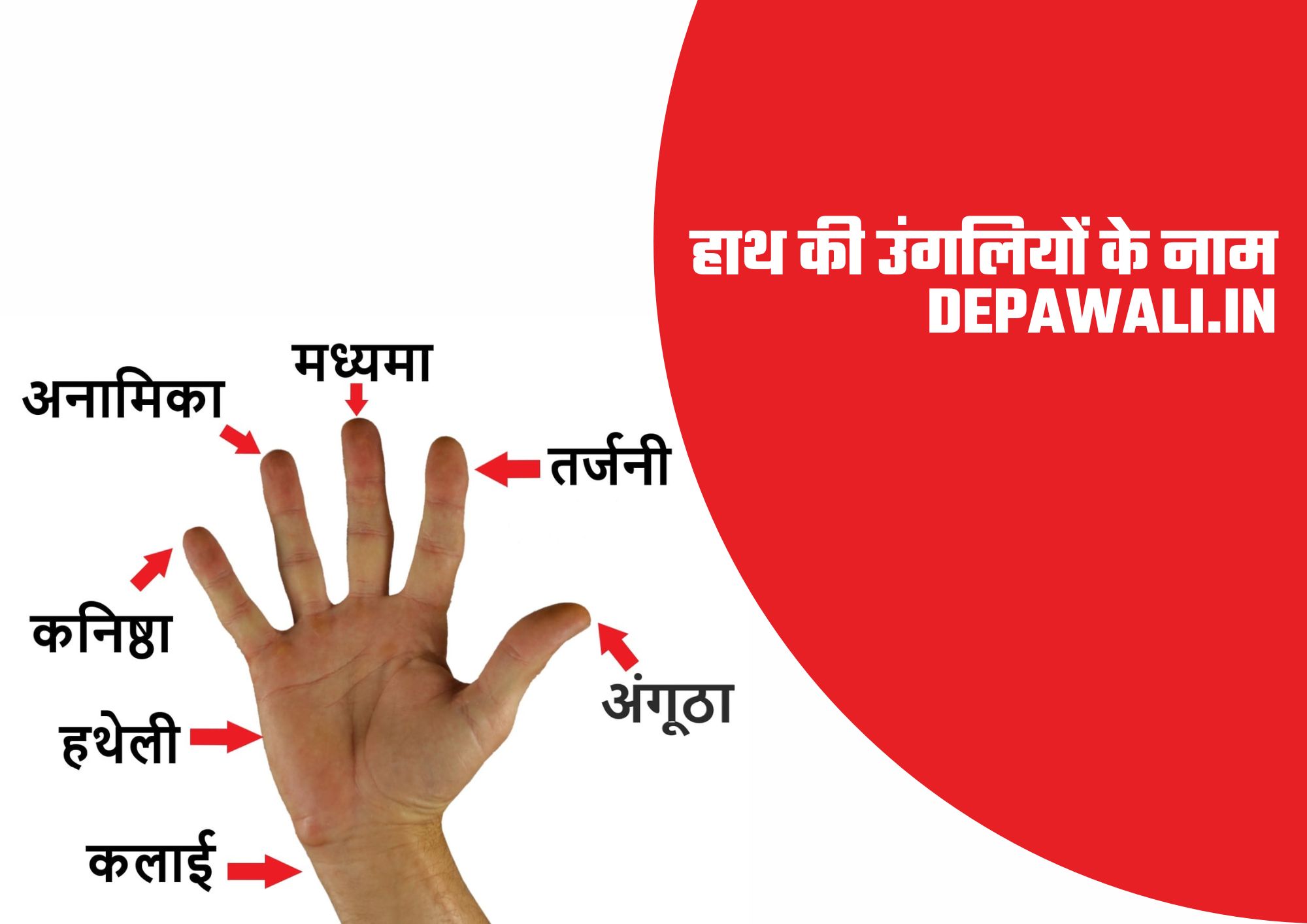 हाथ की उंगलियों के नाम (Names Of Fingers In Hindi and English) - Fingers Name In English And Hindi - Fingers Name In Hindi and English