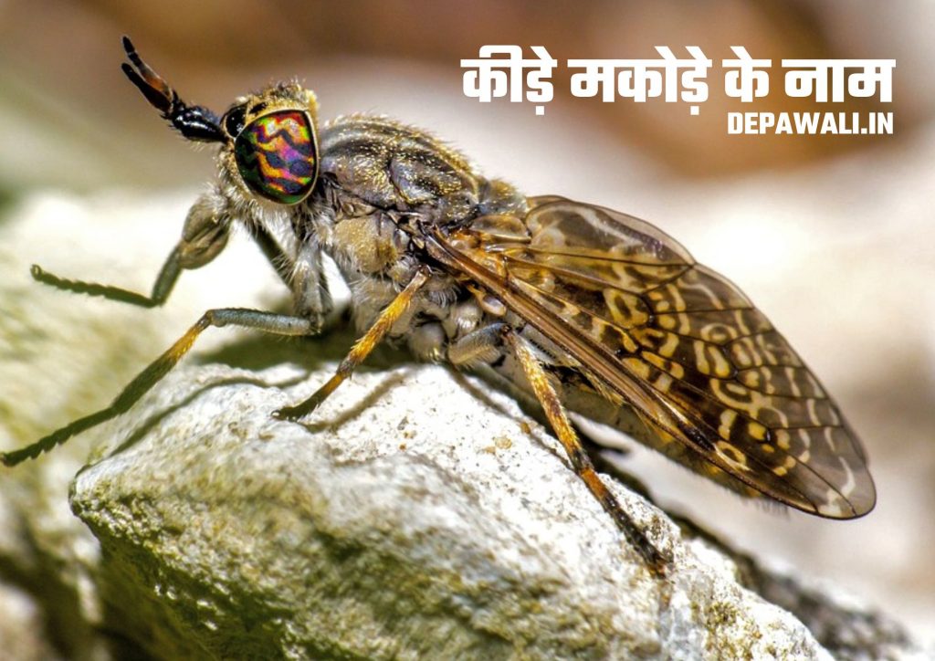 कीड़े मकोड़े के नाम हिंदी और इंग्लिश में (50 Insects Name In Hindi And English)