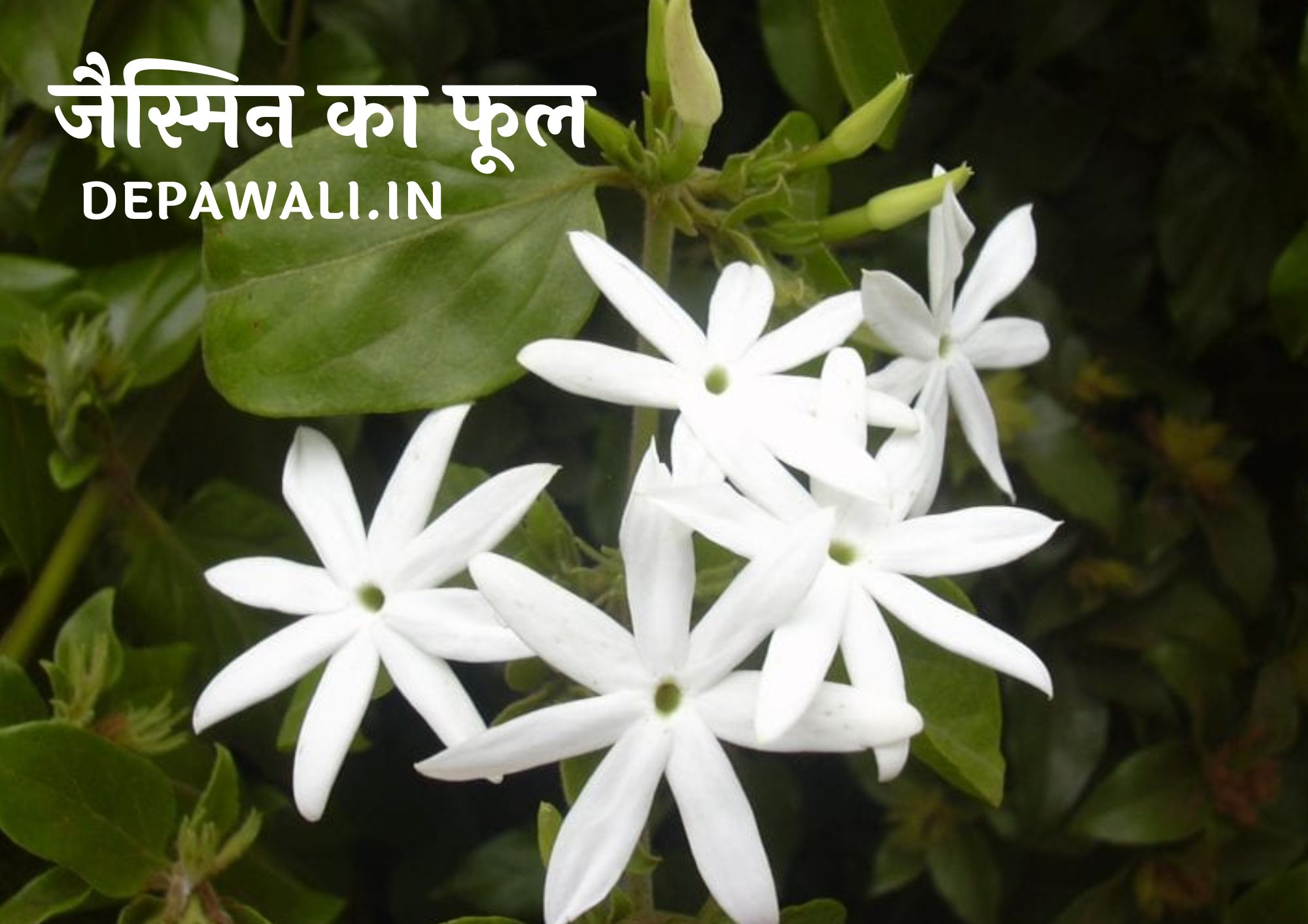जैस्मिन का फूल कैसा होता है, जैस्मिन के फूल को हिंदी में क्या कहते है - Jasmine Ka Phool Kaisa Hota Hai - Information About Jasmine Flower In Hindi Name