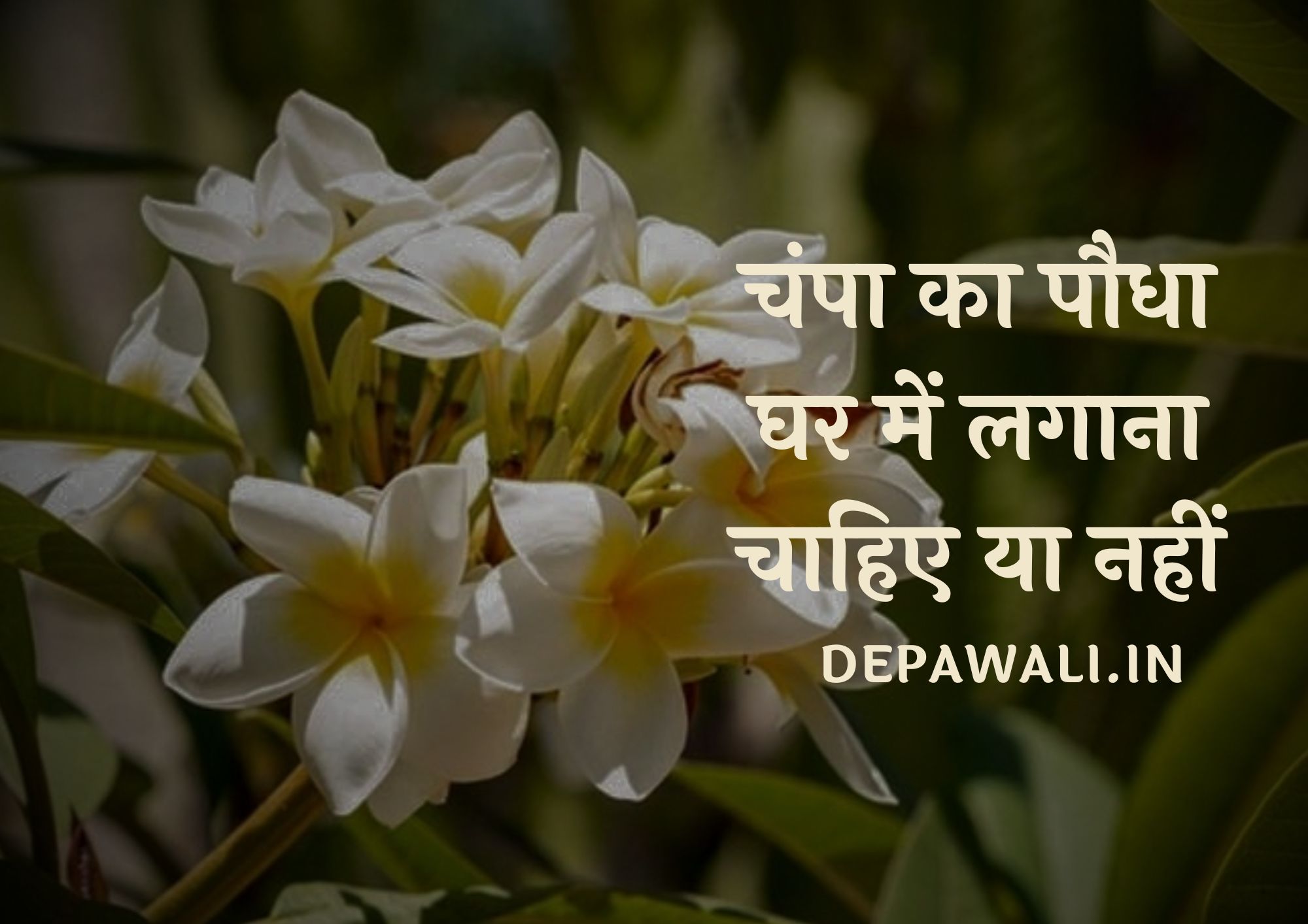 चंपा का पौधा घर में लगाना चाहिए या नहीं हिंदी में (Champa Ka Paudha Ghar Mein Lagana Chahie Ya Nahin)