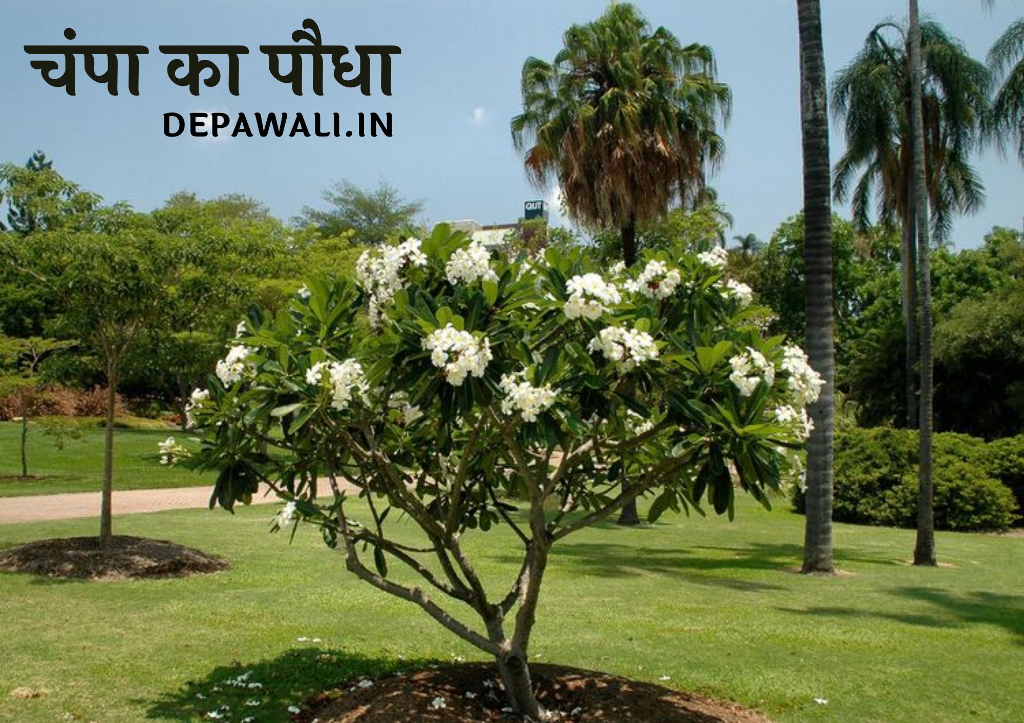 चंपा का पौधा कैसा होता है हिंदी में (Champa Ka Paudha Kaisa Hota Hai)