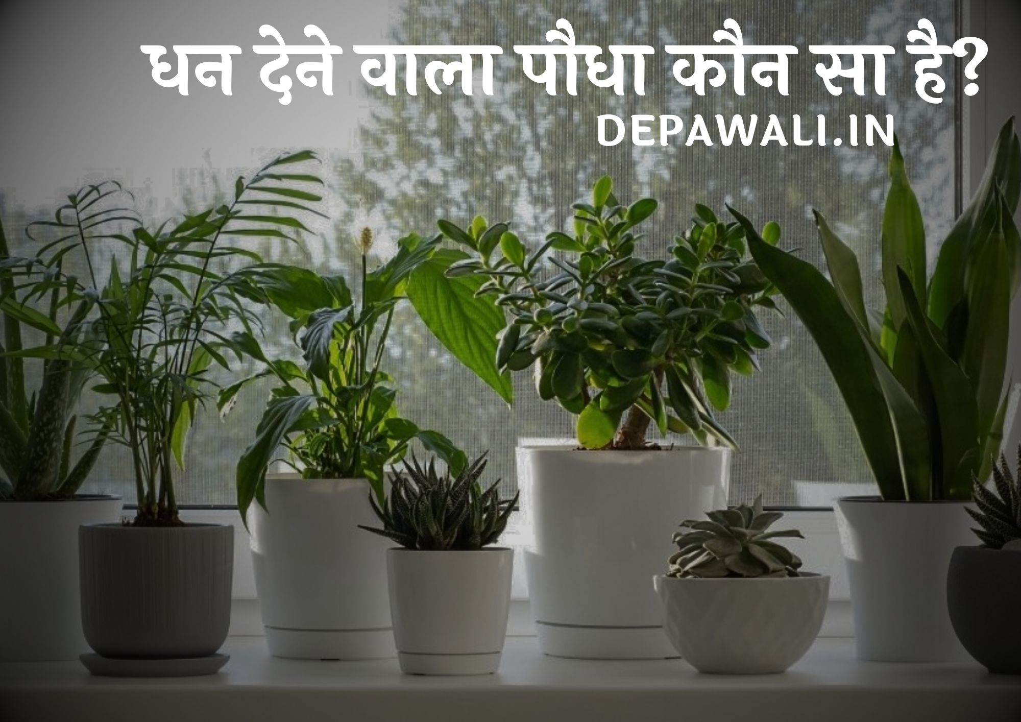 धन देने वाला पौधा कौन सा है हिंदी में (Dhan Dene Wala Paudha Kaun Sa Hai)