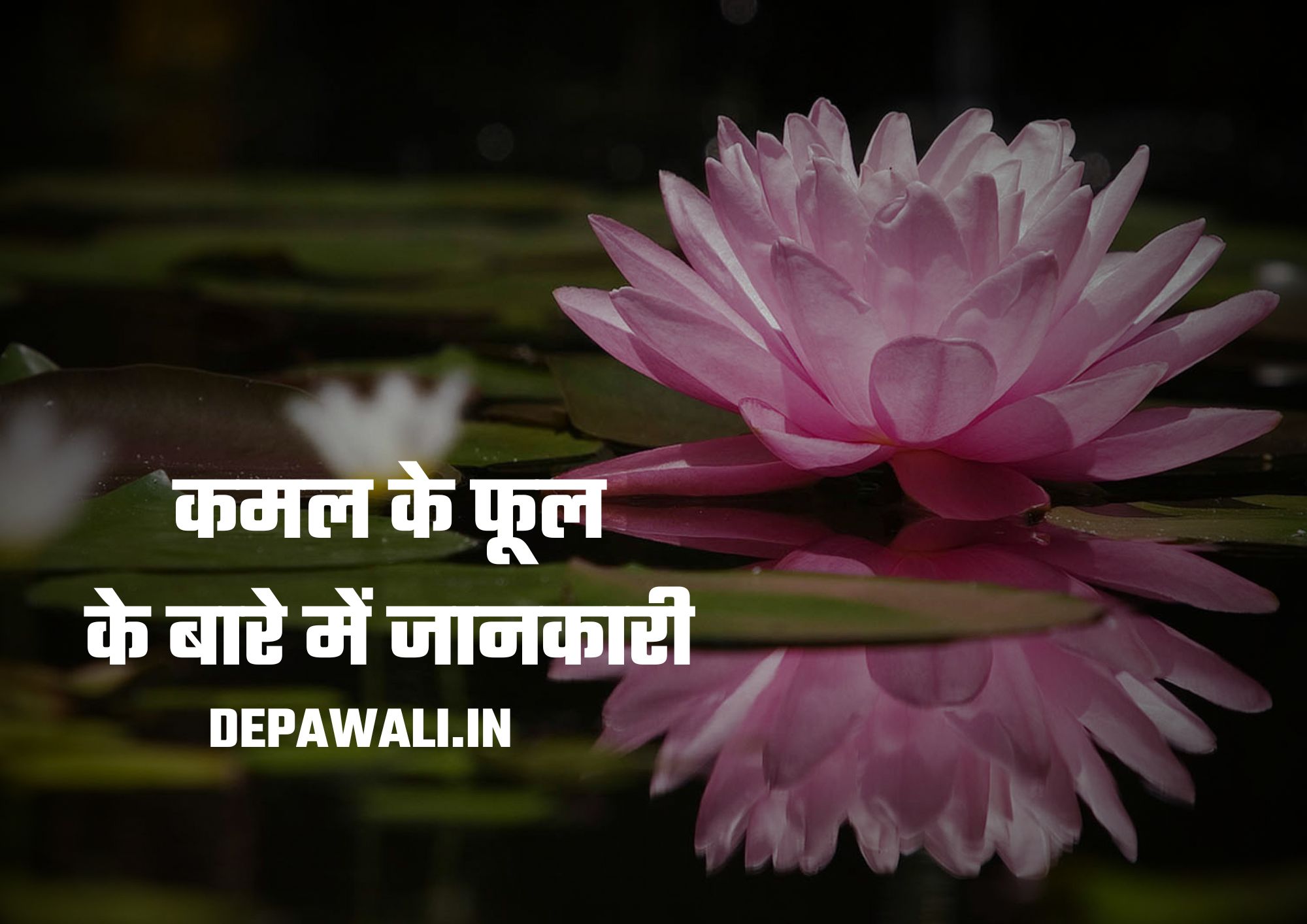 कमल के फूल के बारे में जानकारी और कमल का पर्यायवाची शब्द (Information About Lotus In Hindi)