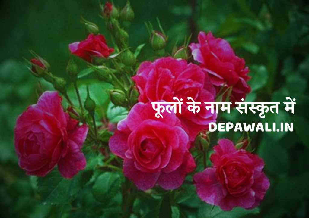 10 फूलों के नाम संस्कृत में चित्र सहित – Name Of Flowers In Sanskrit And Hindi 