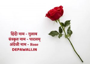 10 फूलों के नाम संस्कृत में चित्र सहित - Name Of Flowers In Sanskrit And Hindi - 10 Flowers Name In Sanskrit With Pictures