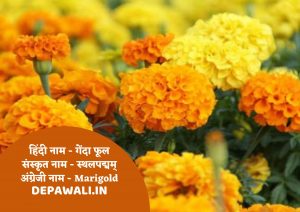 10 फूलों के नाम संस्कृत में चित्र सहित - Name Of Flowers In Sanskrit And Hindi - 10 Flowers Name In Sanskrit With Pictures