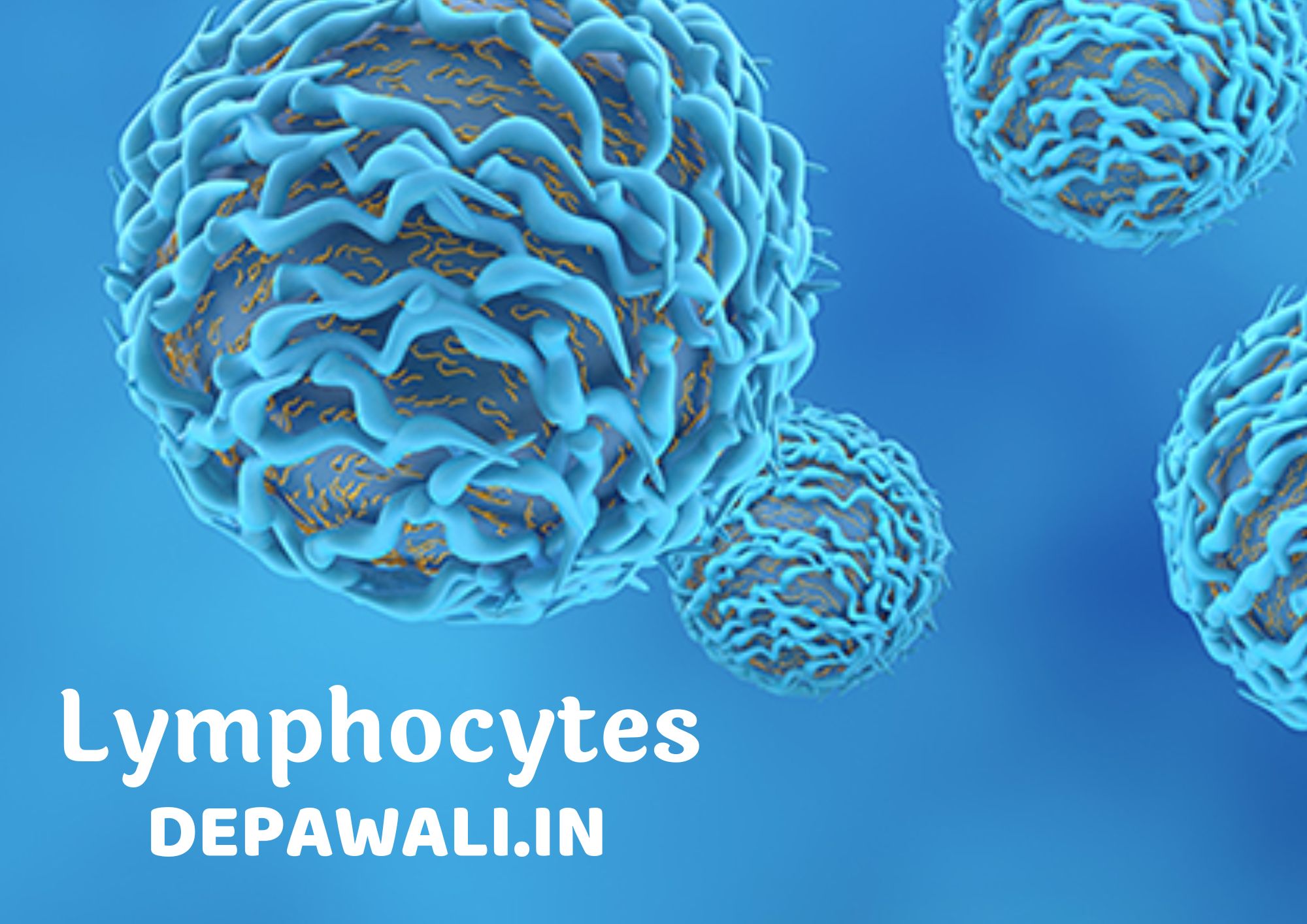 लिम्फोसाइट्स क्या होता है, लिम्फोसाइट्स का मतलब (What Is Lymphocytes In Hindi) - Lymphocytes Meaning In Hindi