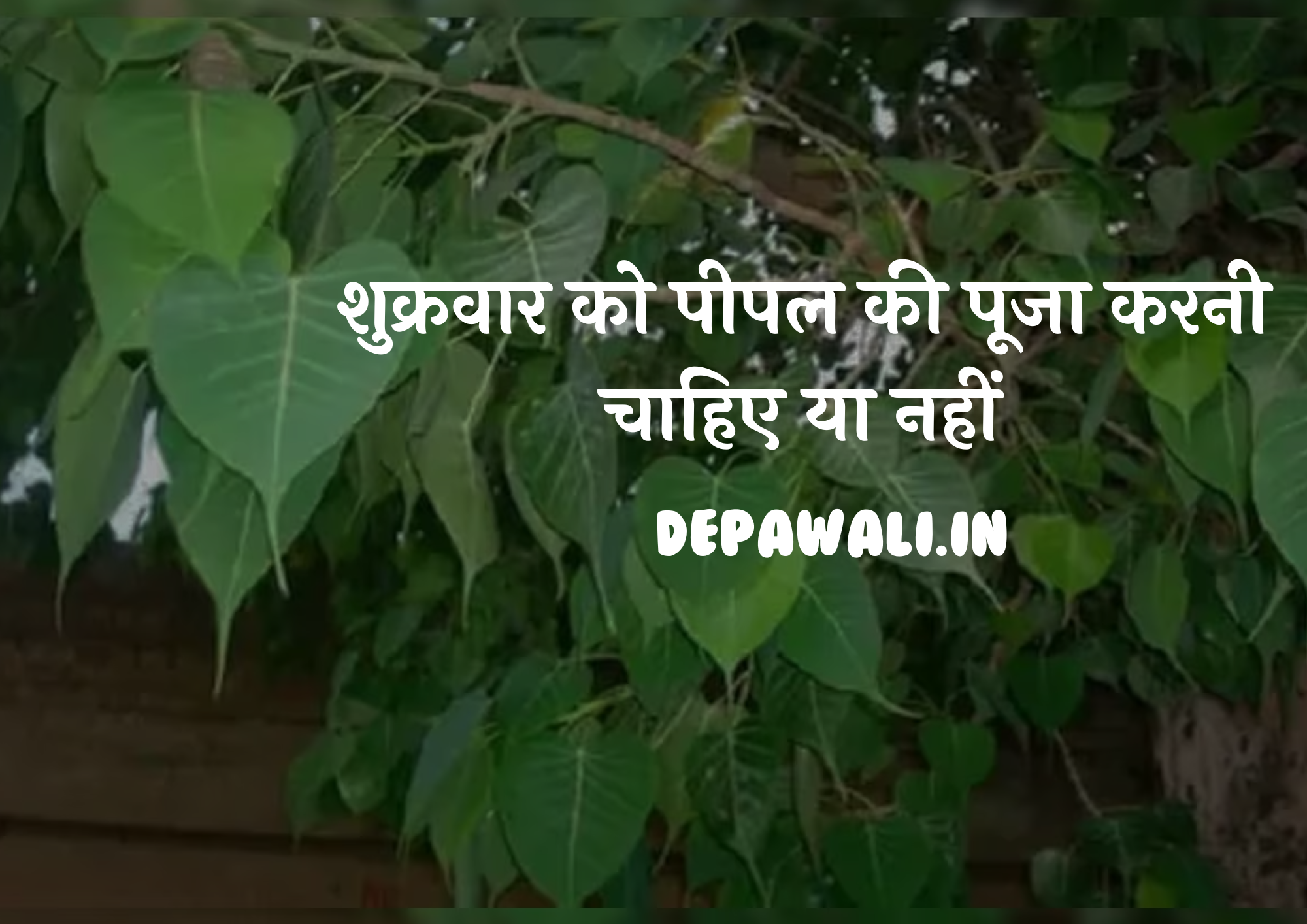 शुक्रवार को पीपल की पूजा करनी चाहिए या नहीं, पीपल के पेड़ की पूजा किस दिन नहीं करनी चाहिए